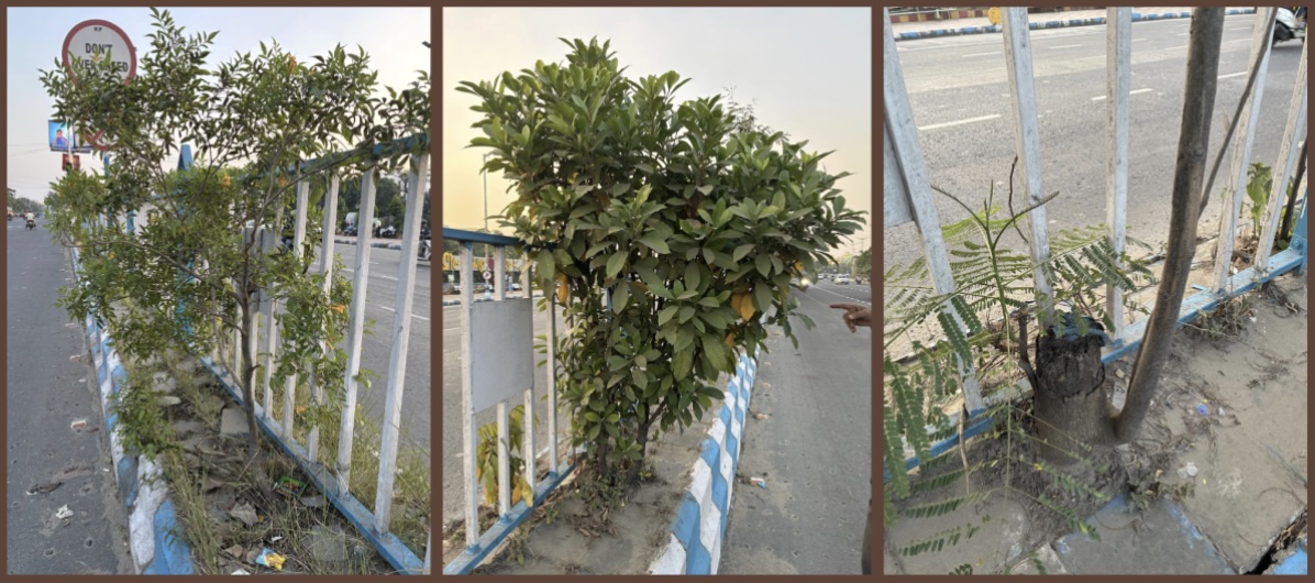 How Tree Lovers Rescued a Kolkata Neighbourhood